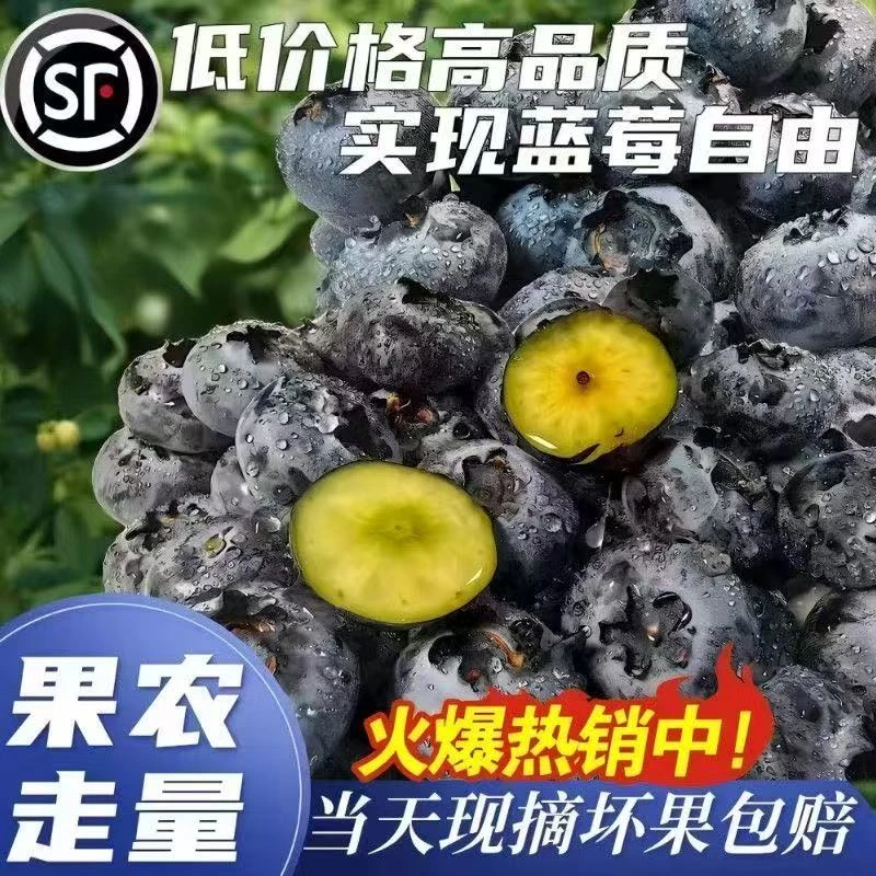 【官方补贴】新鲜蓝莓大果花香脆甜顺丰空运包邮产地直发孕妇宝妈6盒（每盒/100g）