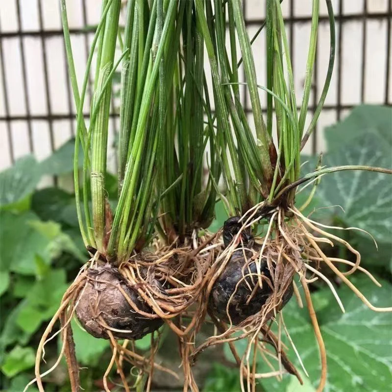 新鲜马蹄种子马蹄苗四季水生植物高产马蹄荸荠种苗种植水八仙