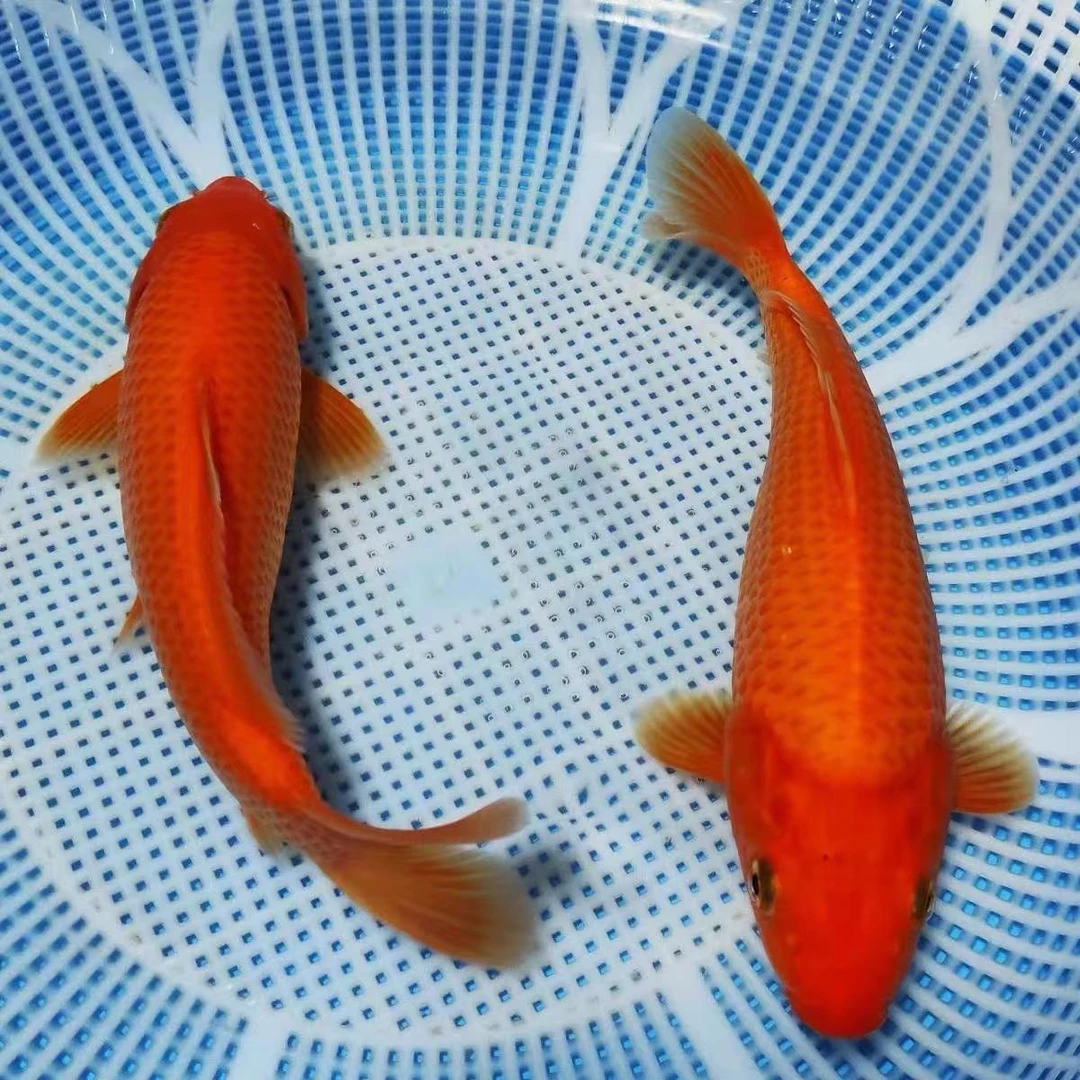 【日系精品闪鳞火鲤】 渔场精选 到家