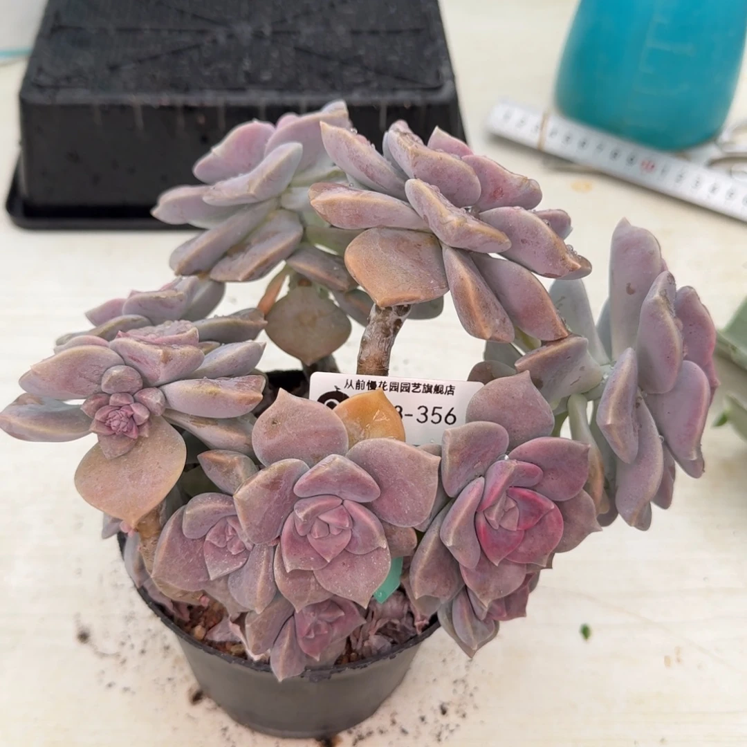 叫***丁从前慢花园多肉编号1118-356