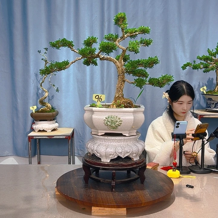 无花朵广东皱皮雀舌黄杨