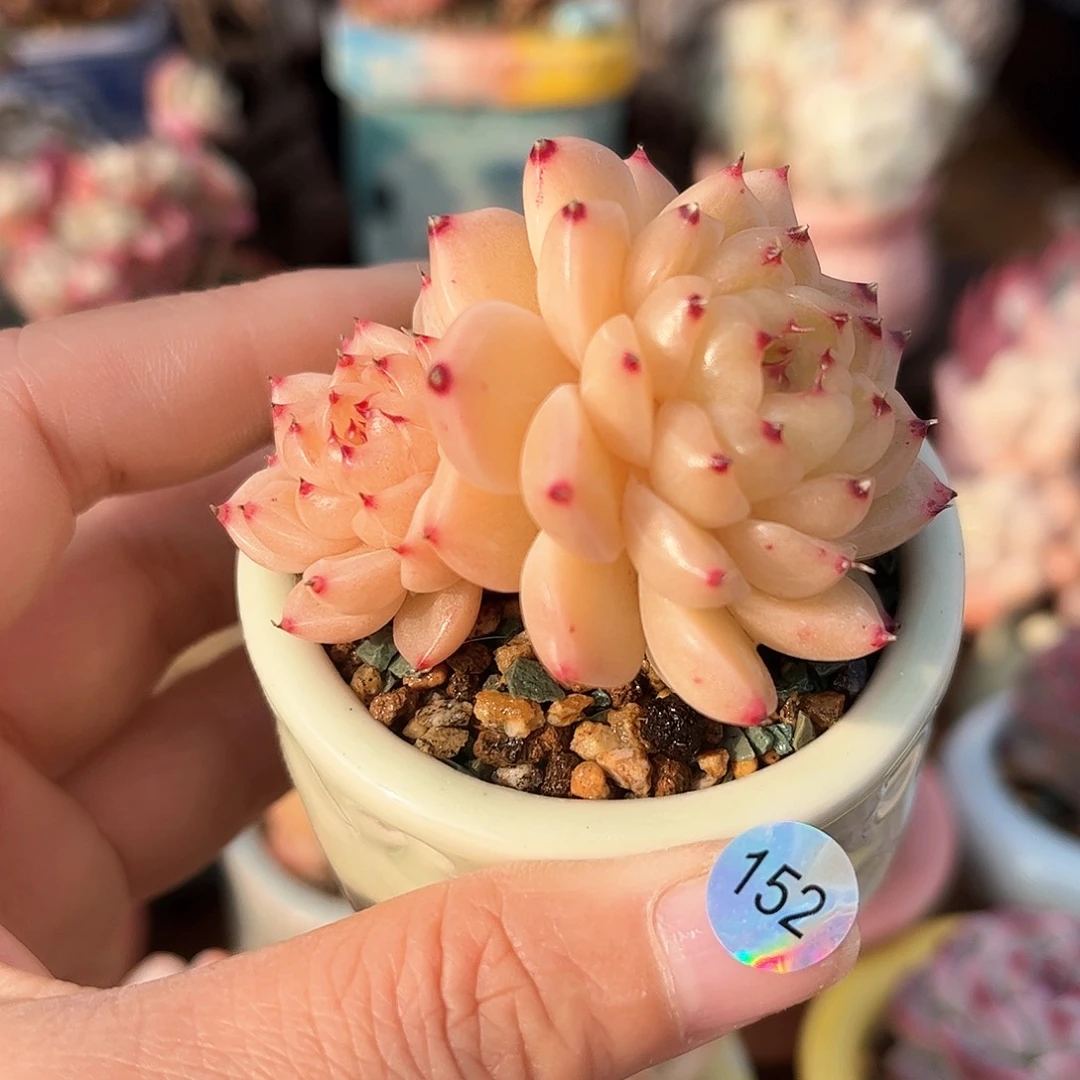 ?****?152 多肉含盆土30元包邮除偏远