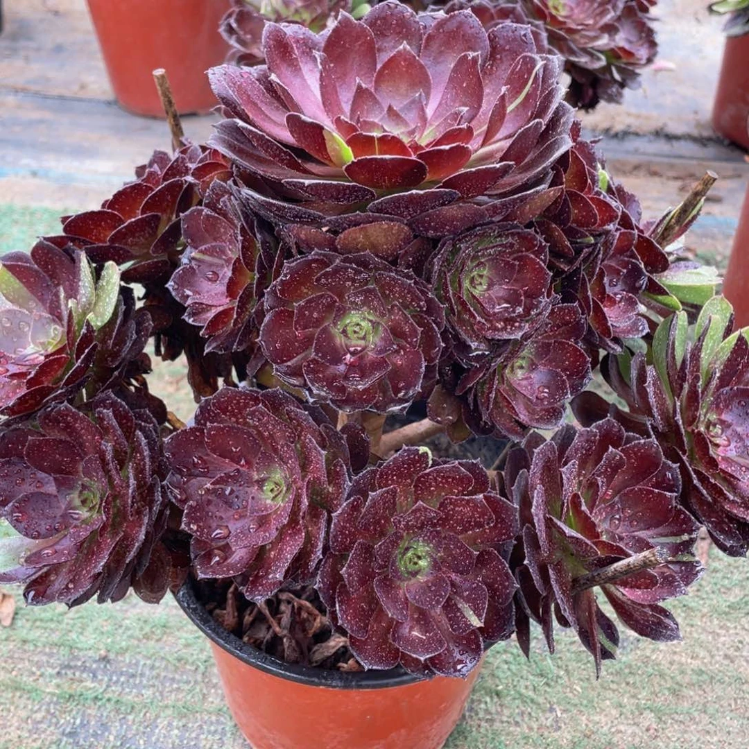 985黑美人精品法师多肉