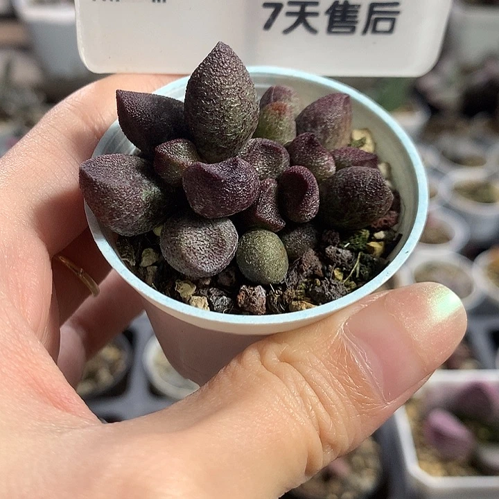 飔*多肉水泡专拍链接
