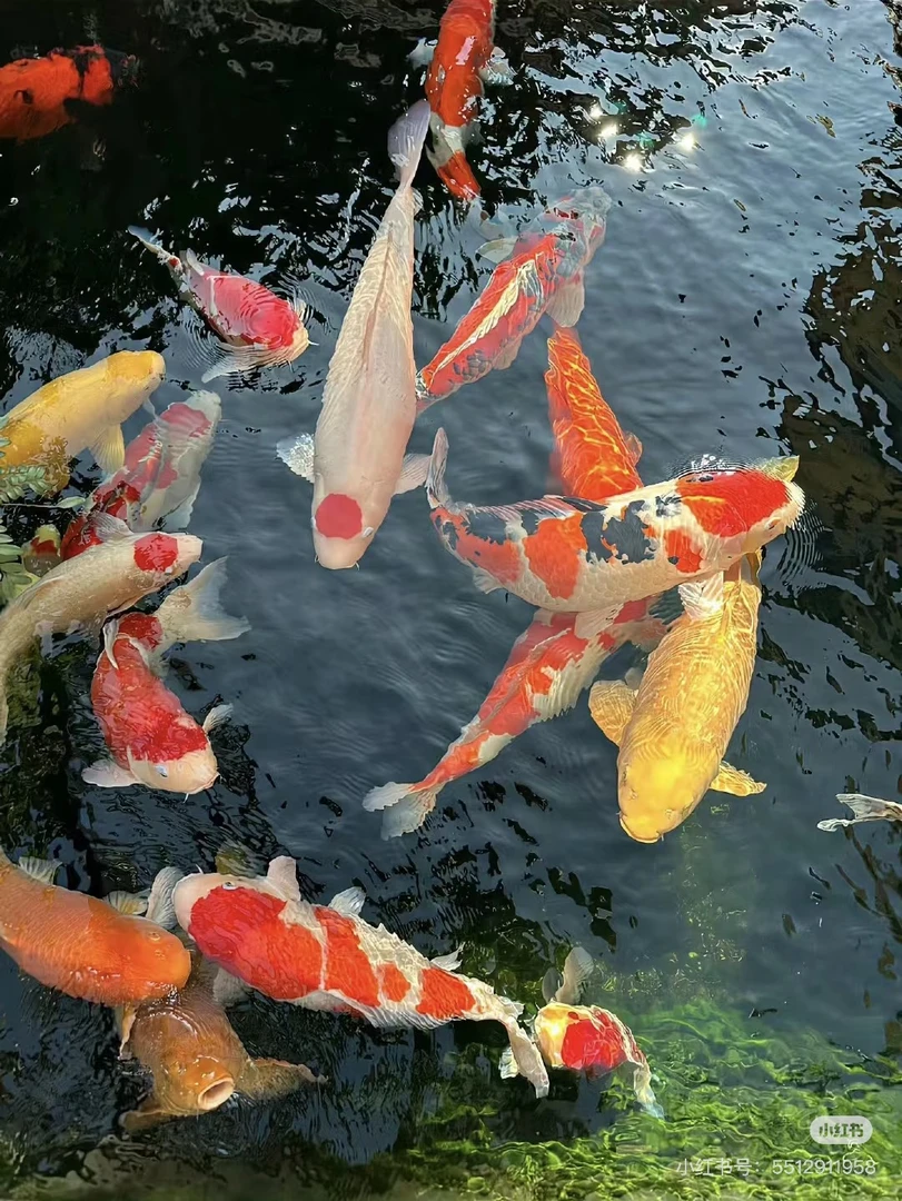 【五条装】黑1白1红1黄1熊猫1蝴蝶鲤锦鲤观赏鱼冷水鱼活体包邮