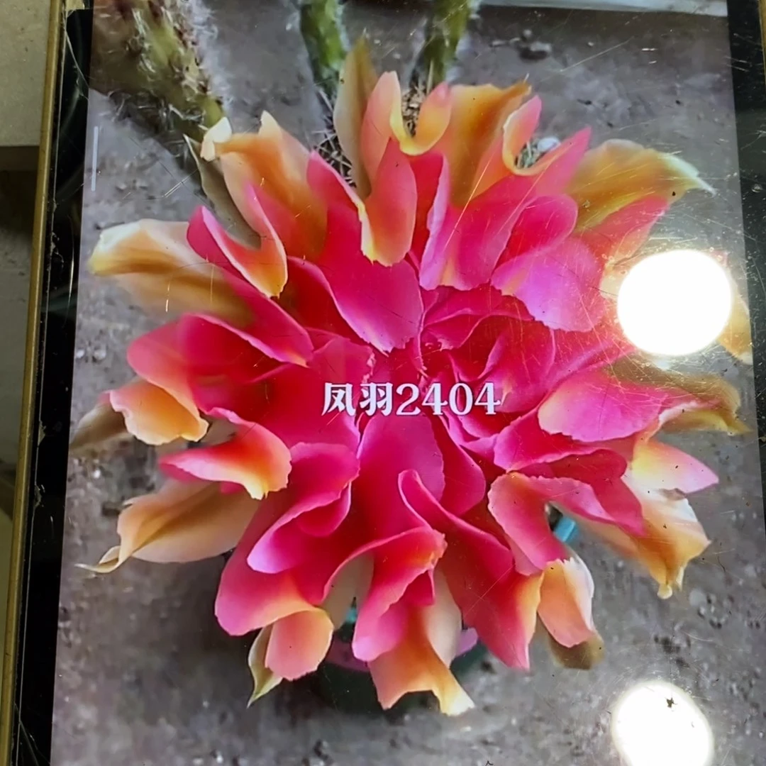 新品彩草凤羽2404侧芽一个