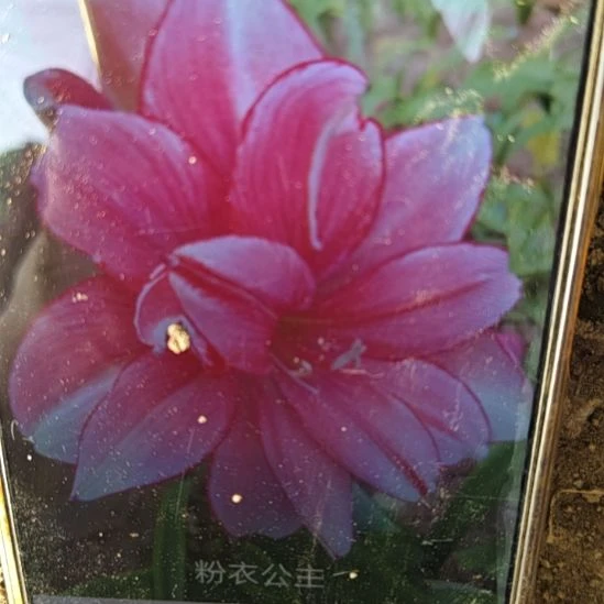 完全开放粉衣公主4.5厘米