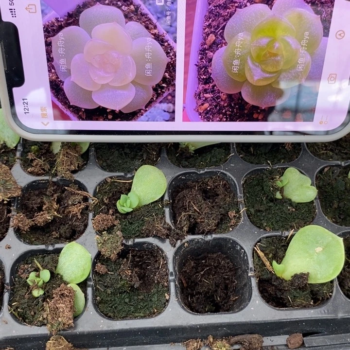 谪仙芽苗一个多肉量拍