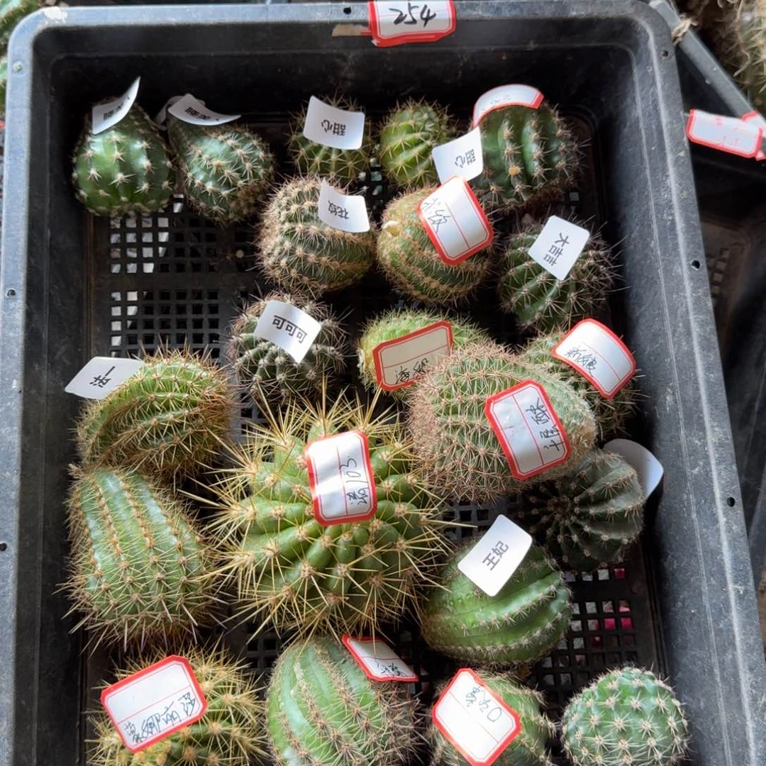 254无名侧牙2个3公分左右，20包邮