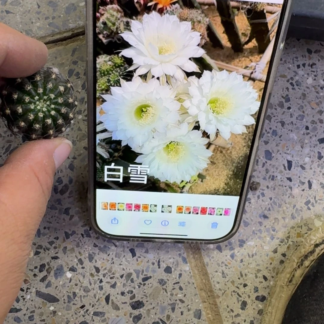 333彩草白雪斑歪无根侧牙4公分左右，20包邮