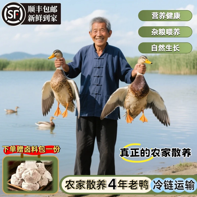 【4年老鸭】农家散养一只4年老鸭子新鲜宰杀净重5.5-6斤冷链到家