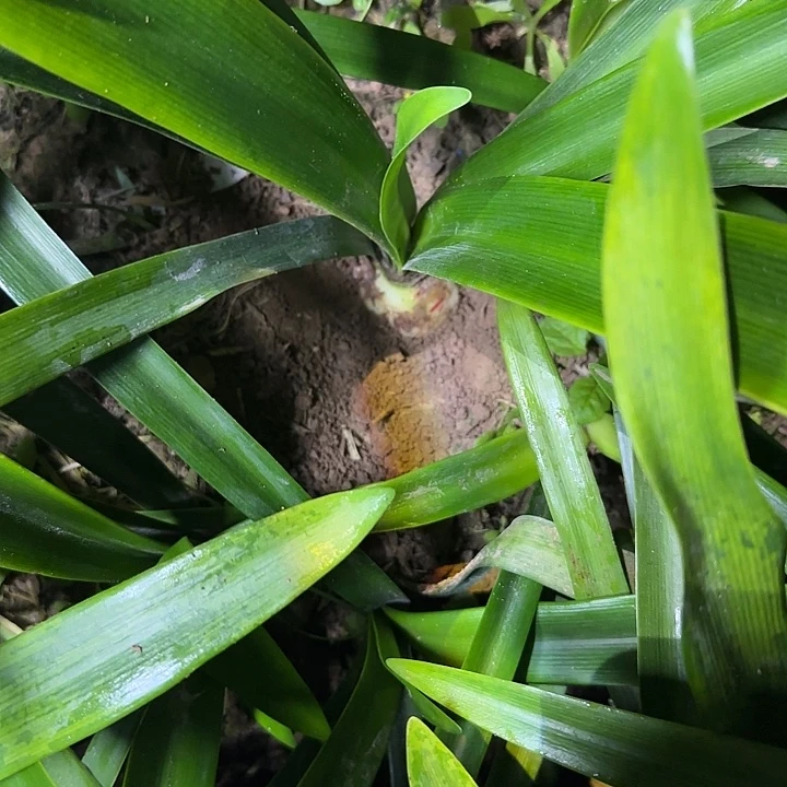 自育杂交品种4.8厘米 可寄养