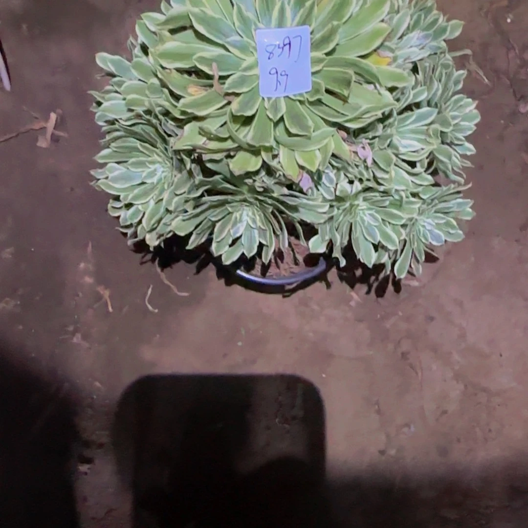 笑*一物一拍多肉法师福利8397