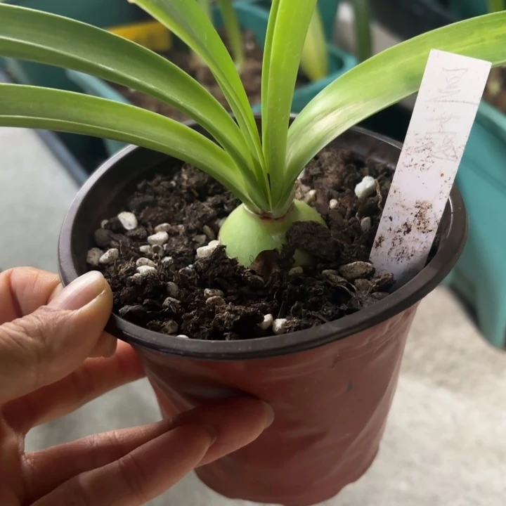 无花朵豆蔻3.5厘米