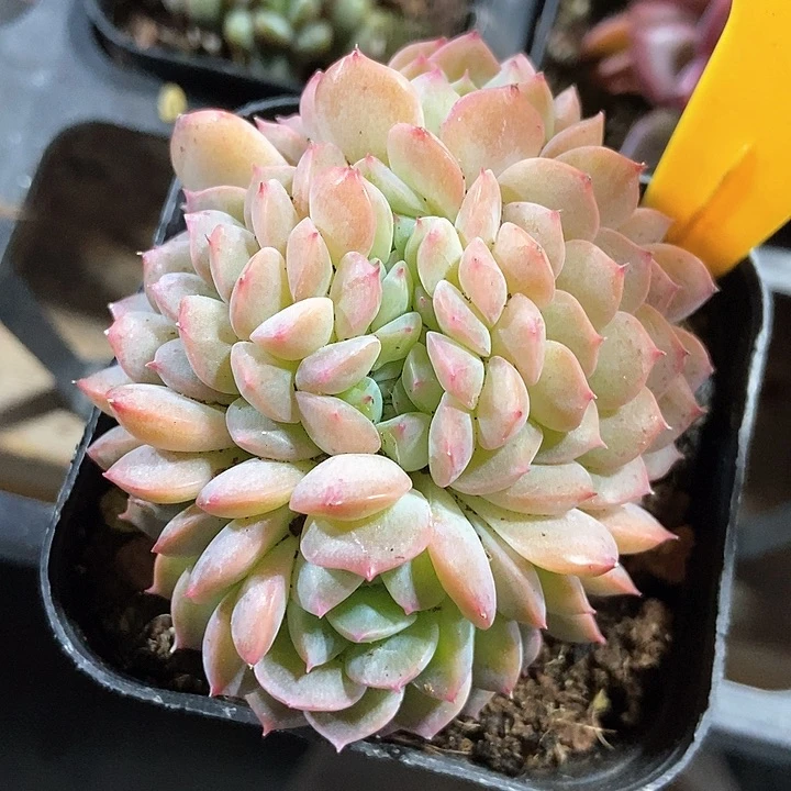 多肉植物冰魄缀化562