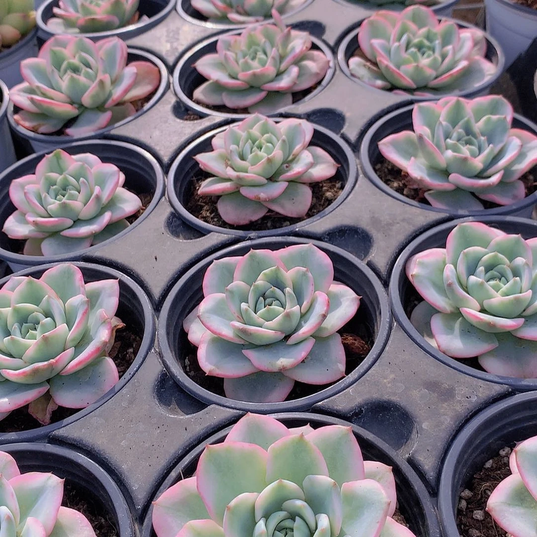 黄桃锦23567788999