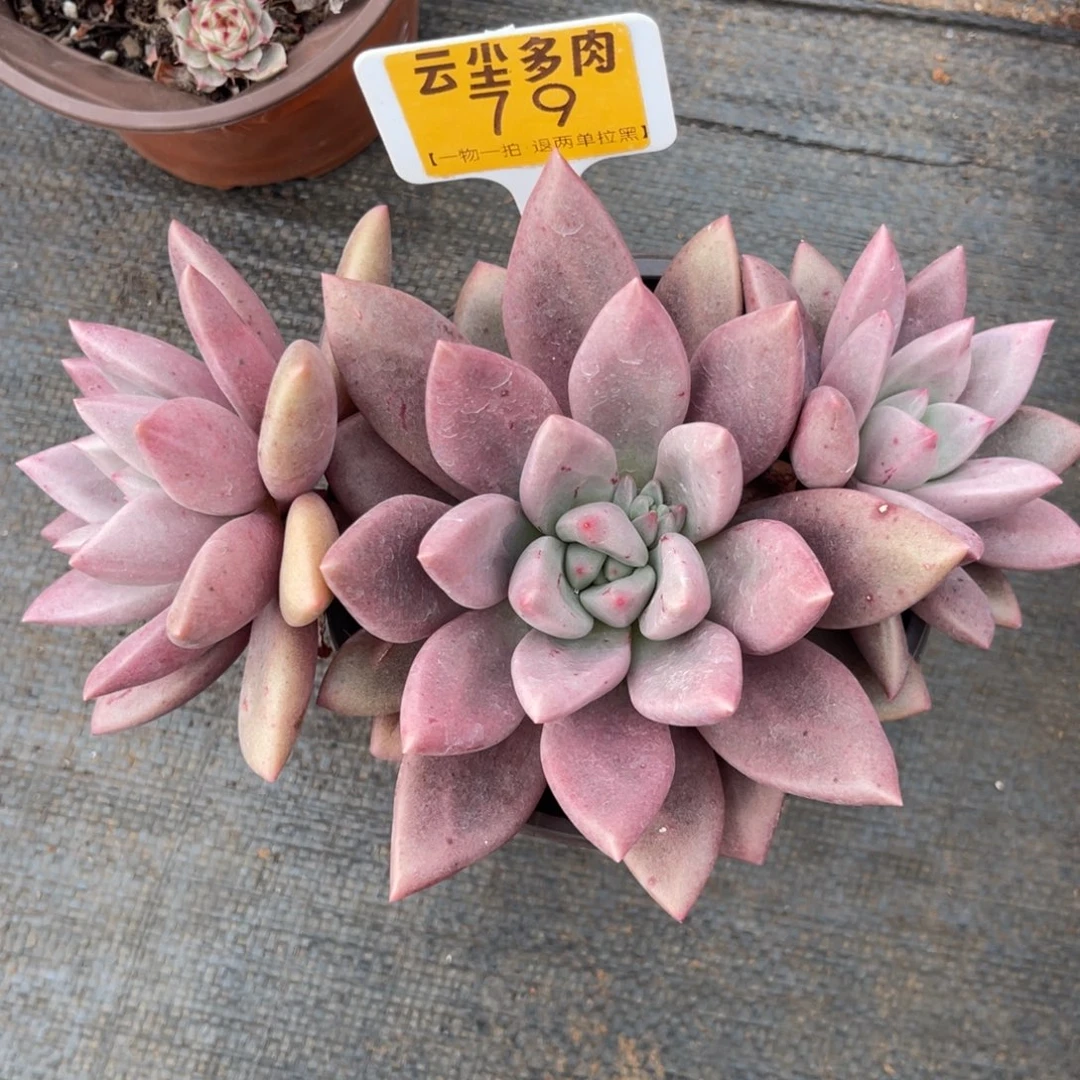 云尘多肉一物一拍79