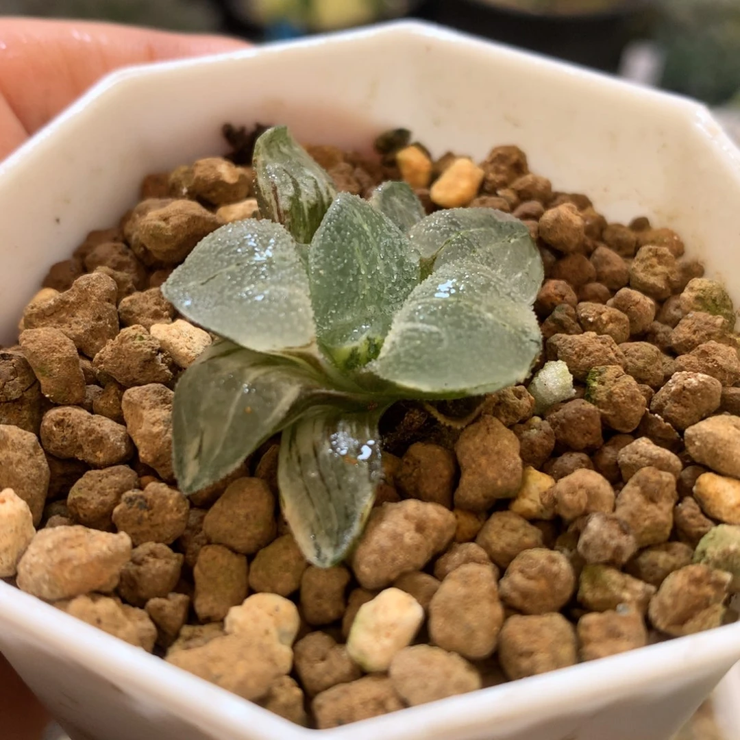 冰钻寿锦，带盆一起