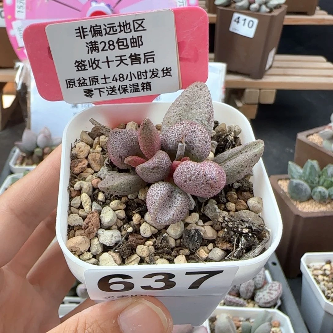 637黑酱多肉植物
