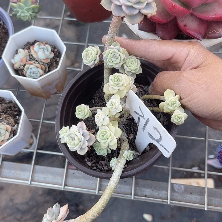 两单包邮，一物一拍12锦