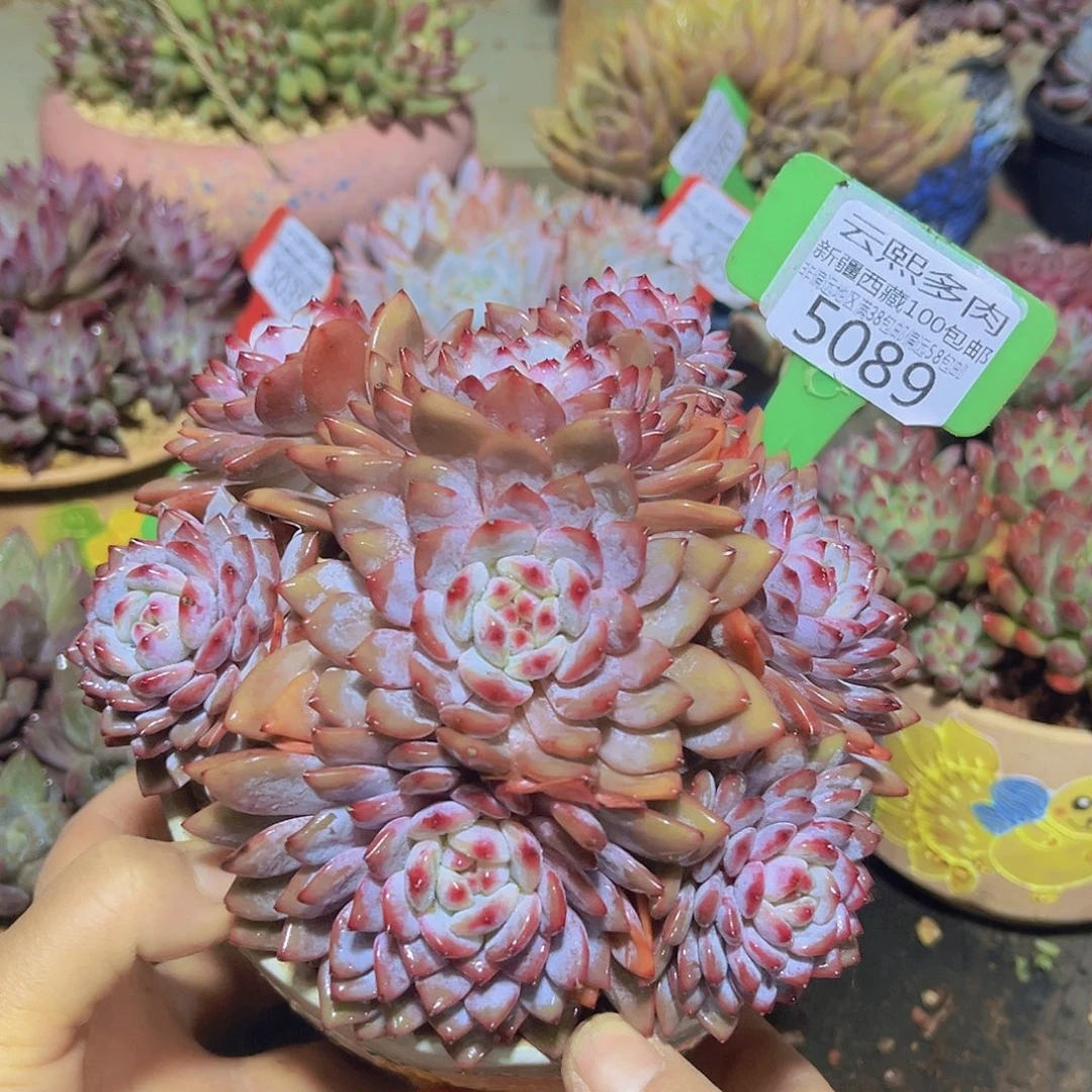 5089星星橙多肉植物