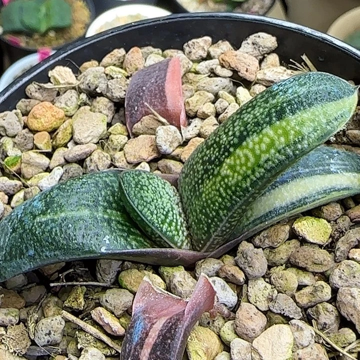 实生倒刺釉卧牛锦