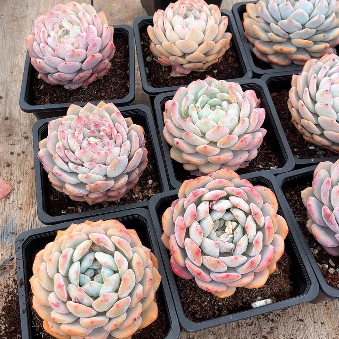 多肉植物成梦露精控两盆12.99