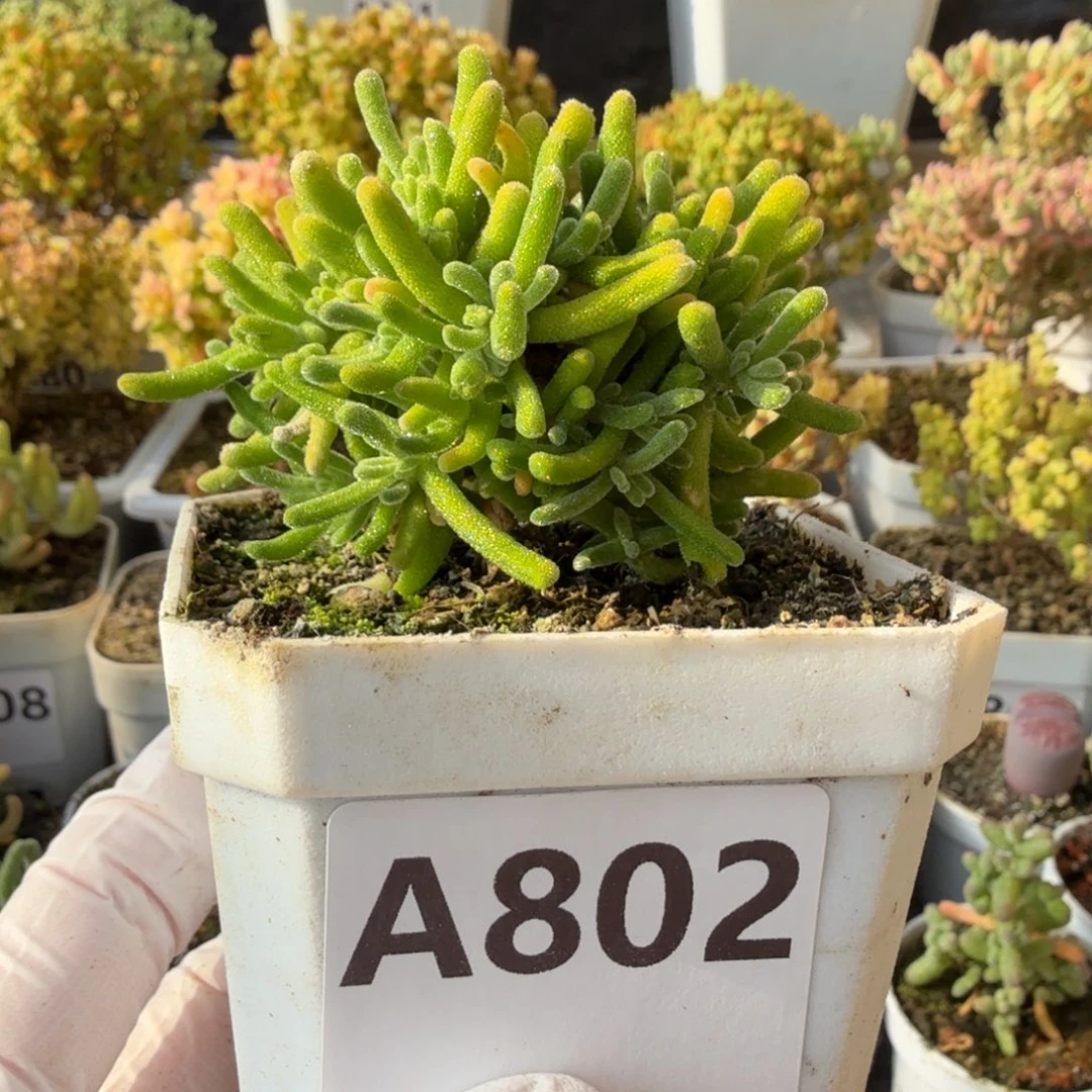 A802荧光兔28元包邮