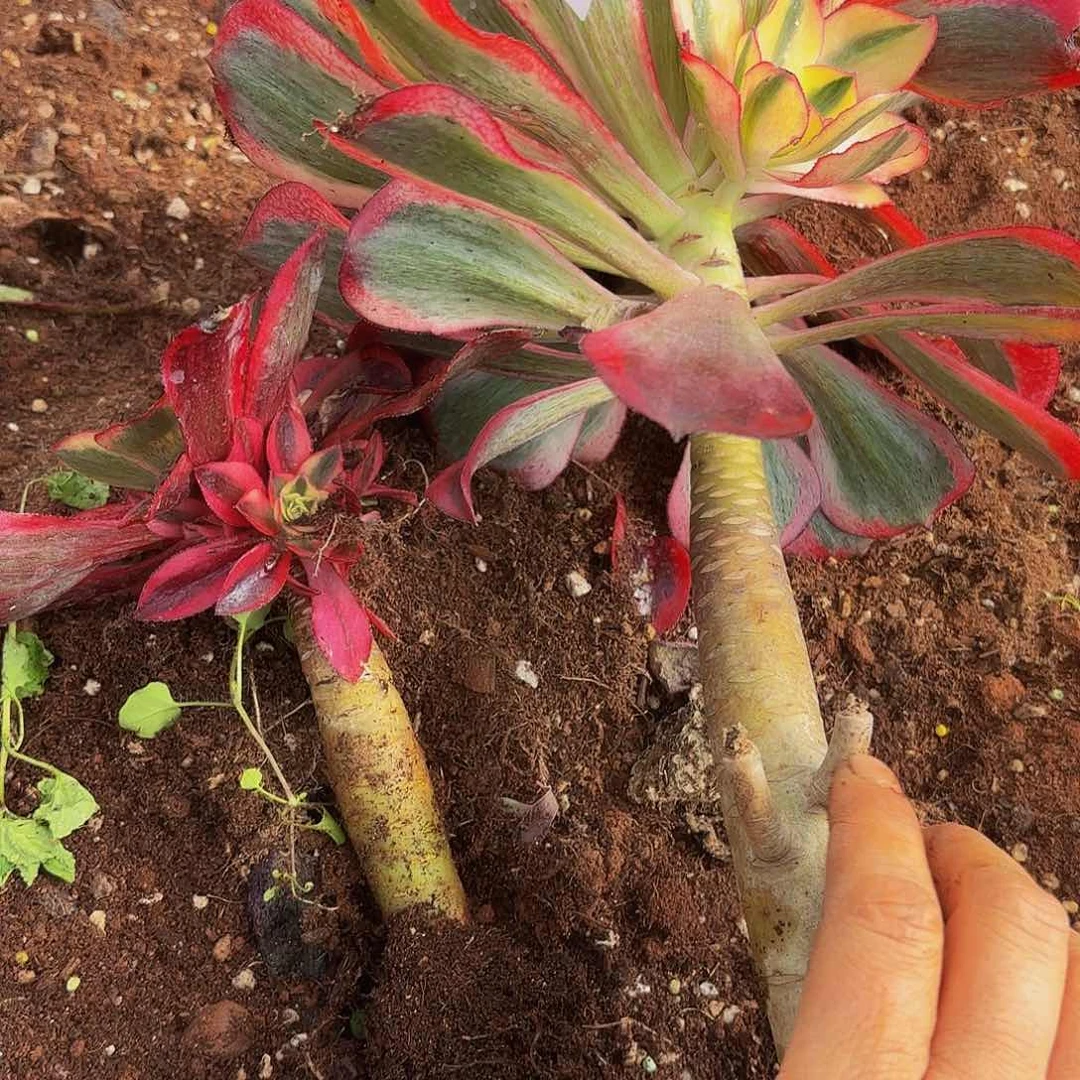 依**烂多肉植物福利050