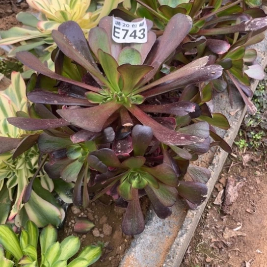 743爱神法师不包断枝