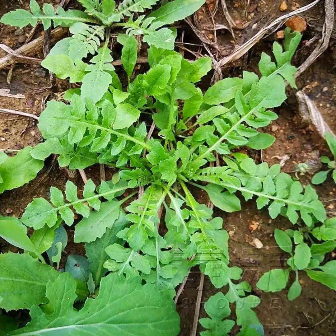 新鲜荠菜野荠菜地丁菜四川农家蔬菜装加冰顺丰发货 新鲜野荠菜