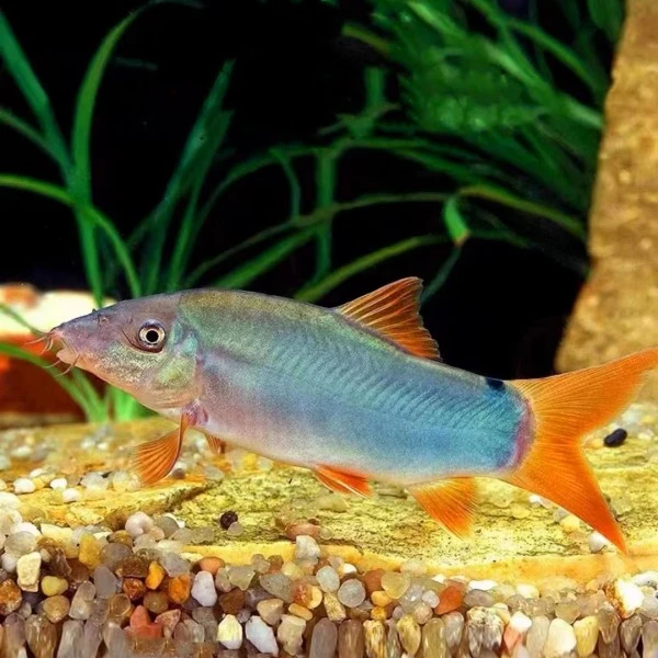 铭彩水族蓝皮鼠鱼除残渣鱼活体观赏鱼