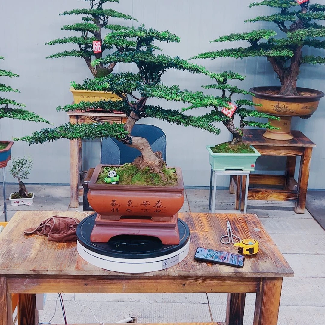 无花朵红芽这珍珠罗汉松