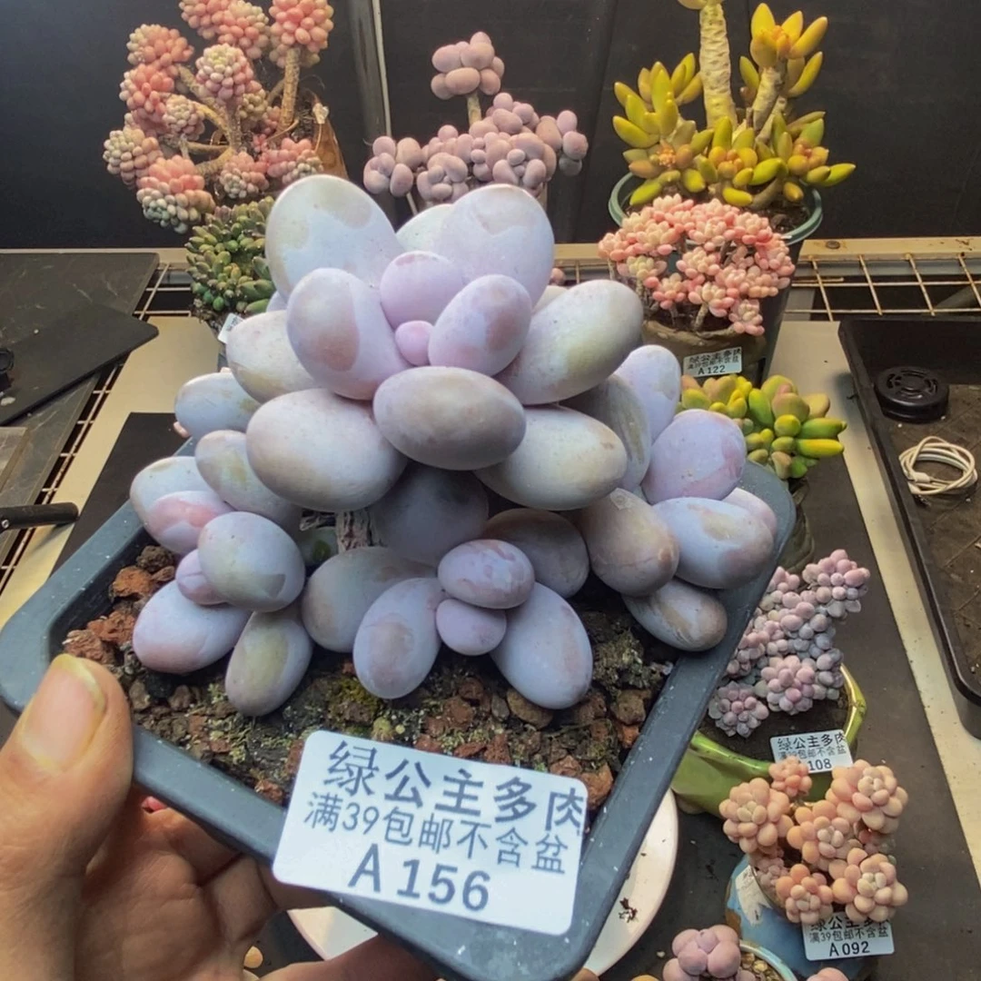 156水光针多肉8c m