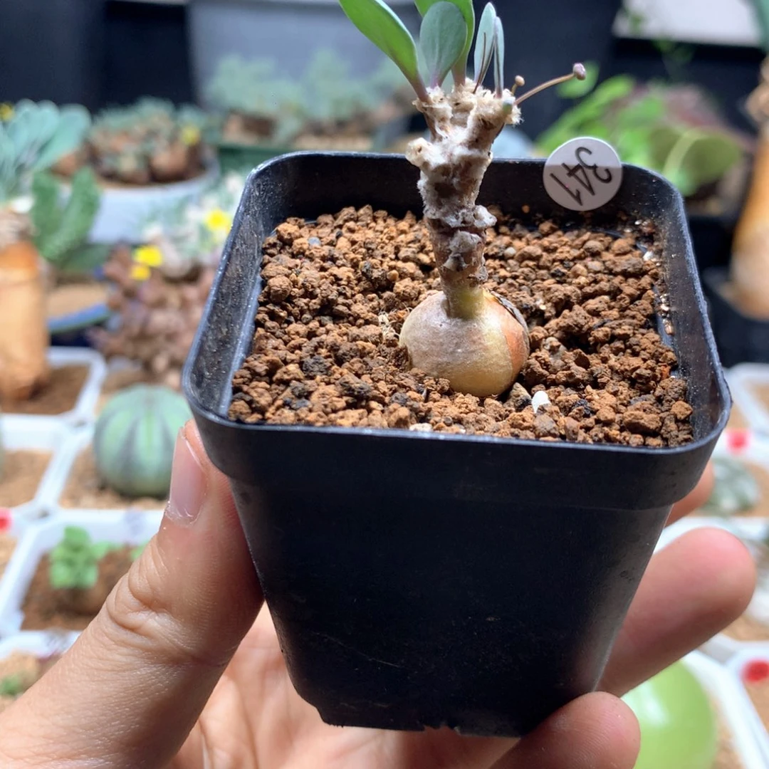 派马厚敦菊母本多肉带盆