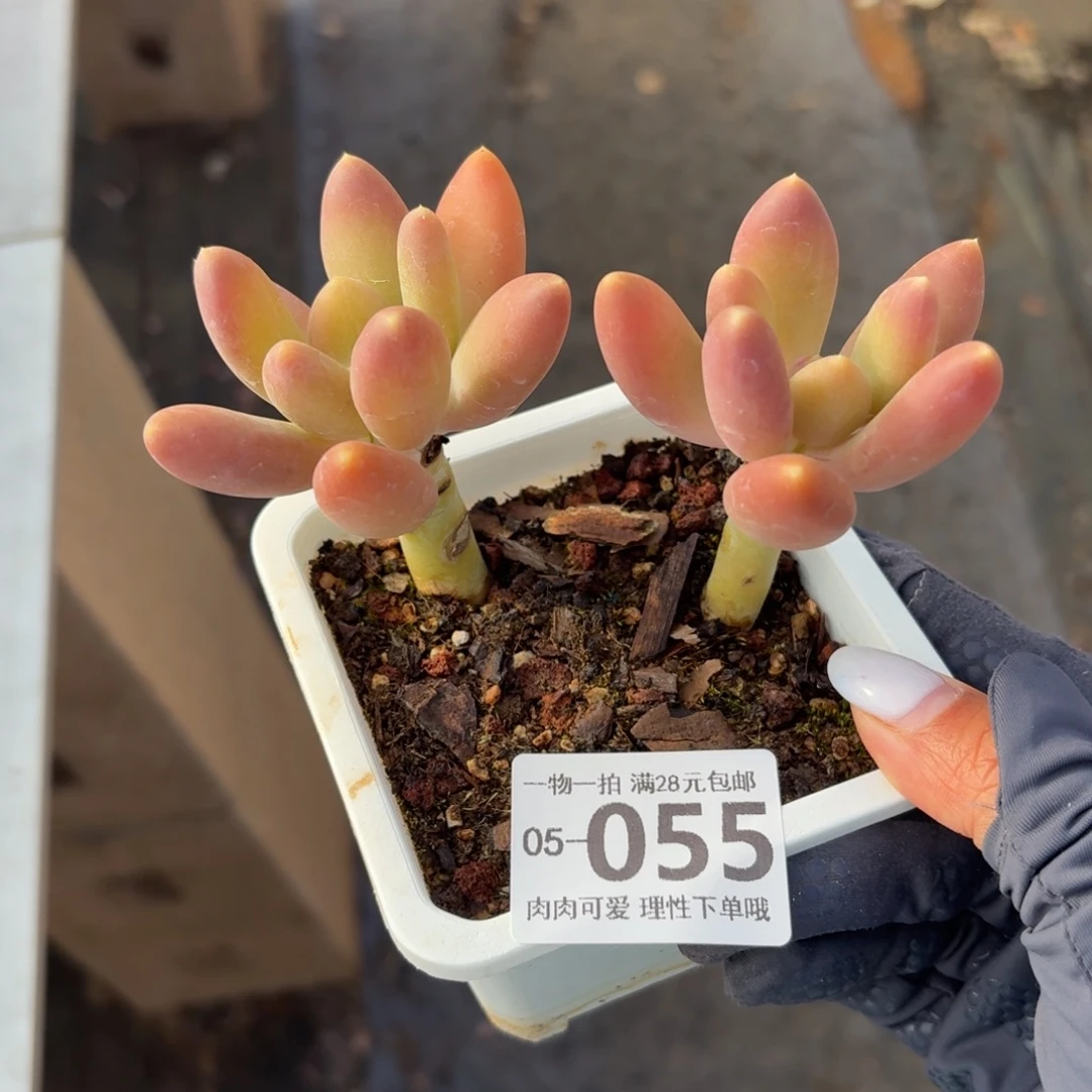 金蝉无盆土发货无