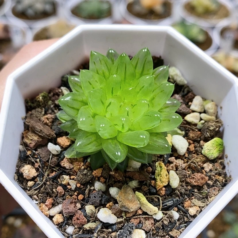 【闪购商品】7变异 樱变女神