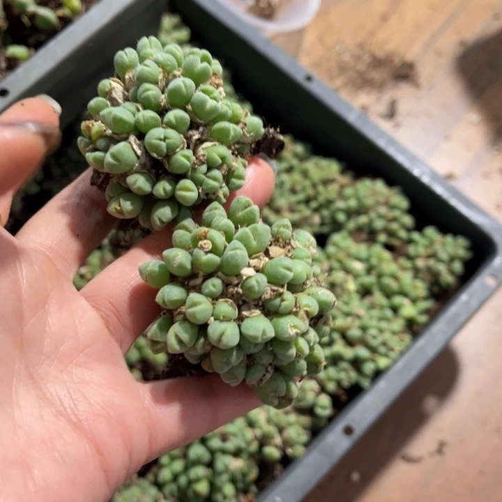 两颗米小锥888888888