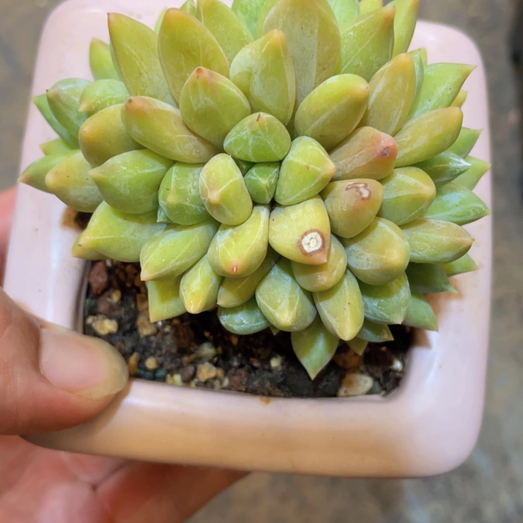 重楼朵朵缀（福利）