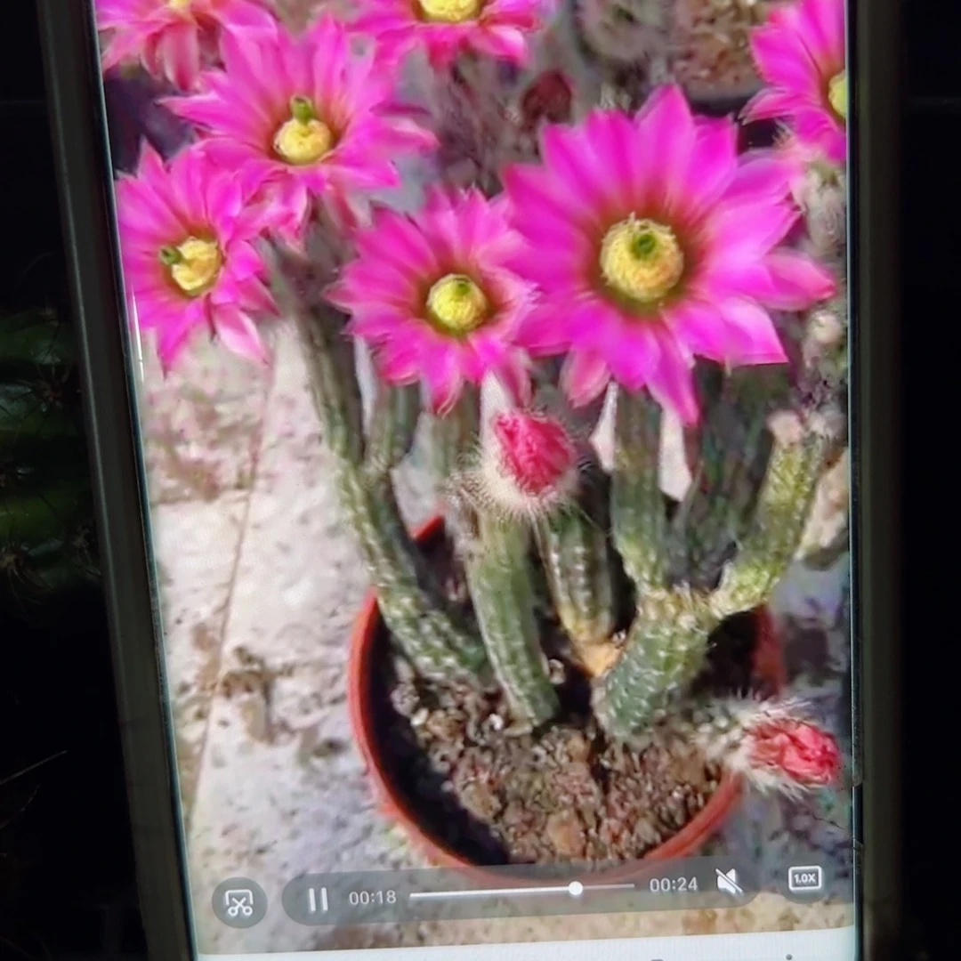 下128银妞侧芽10公分左右20包邮