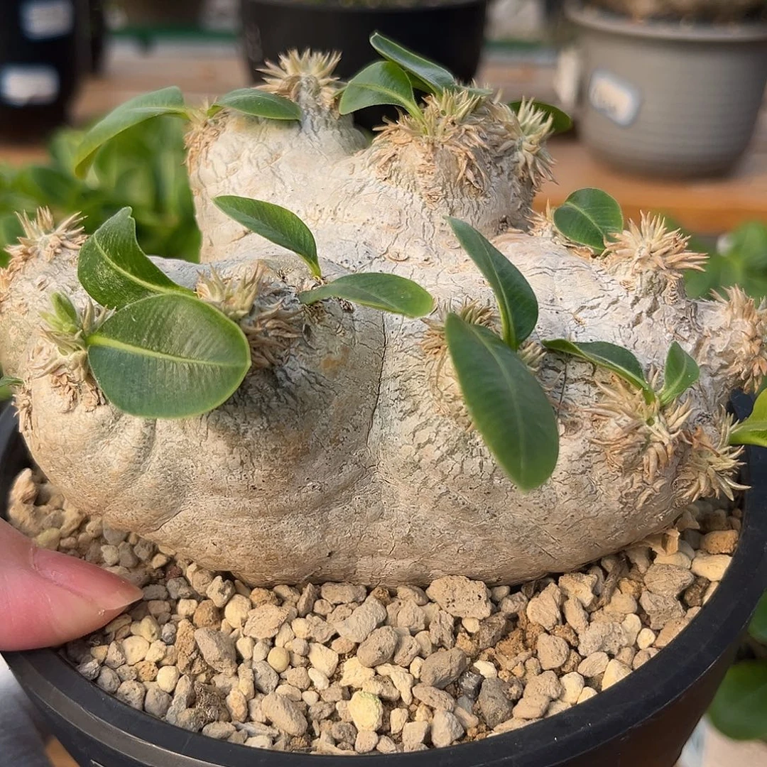 汤圆植物惠比须笑