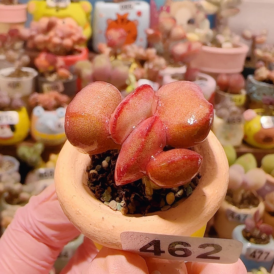 T肥肥红蛋盆口2cm