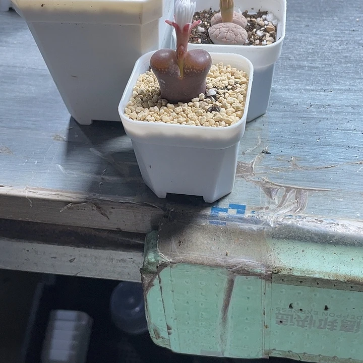 彦****家人园艺博览会236