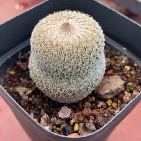 月世界单3仙人球