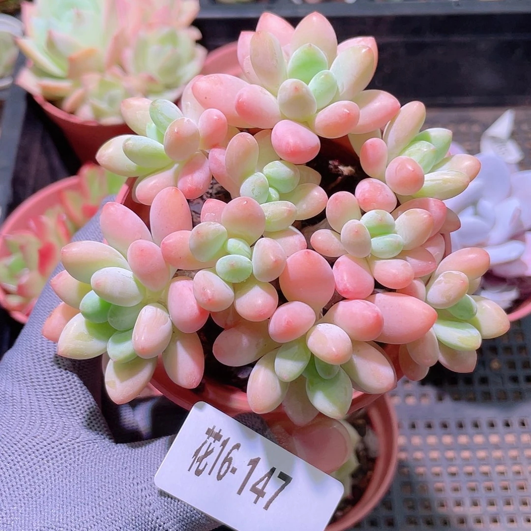 花利美16-147洛神群