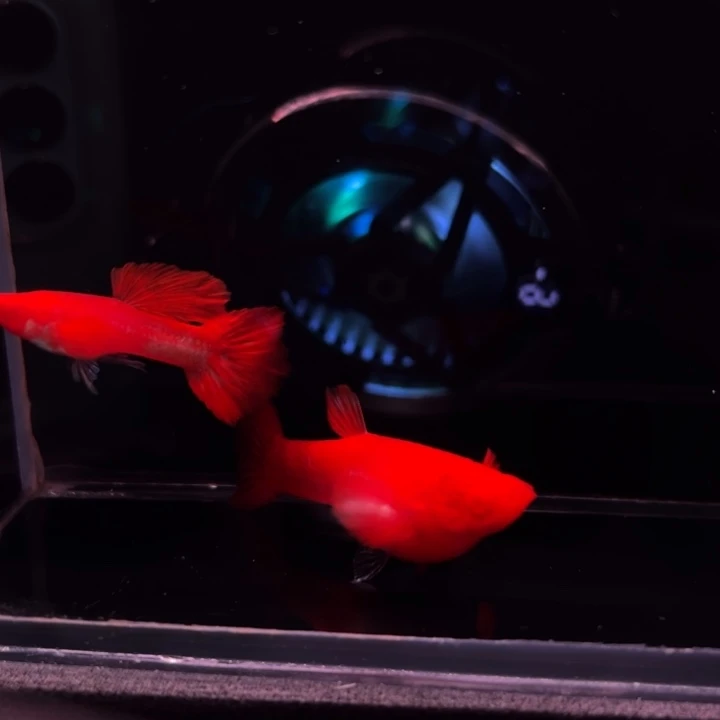 孔雀鱼延背红双粉水1对