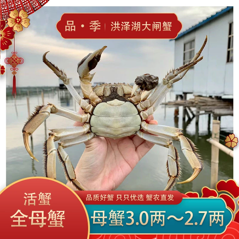 「大丹活蟹」全母蟹3.0两-2.7两 8只10只装高端礼盒顺丰冷链发货