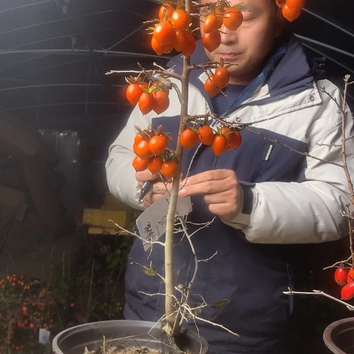 陶***子无花朵我们的目标