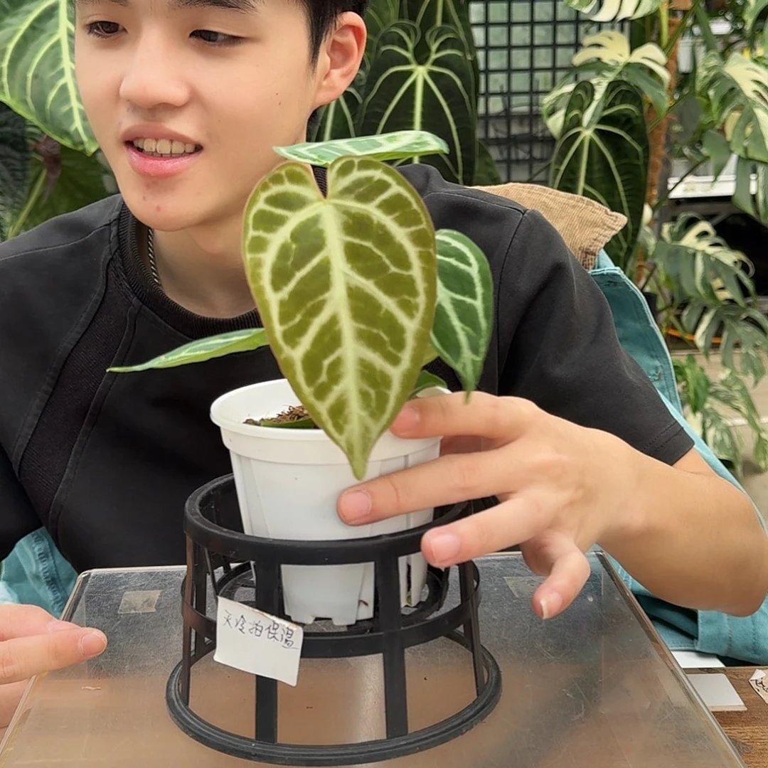 完全开放P71哪吒杂小钻石
