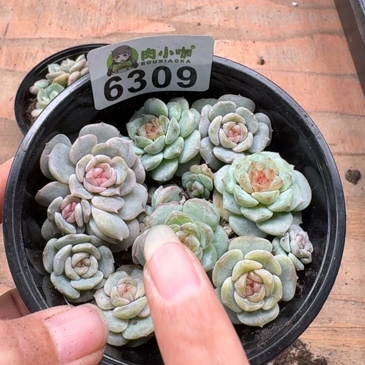 多肉植物多肉植物